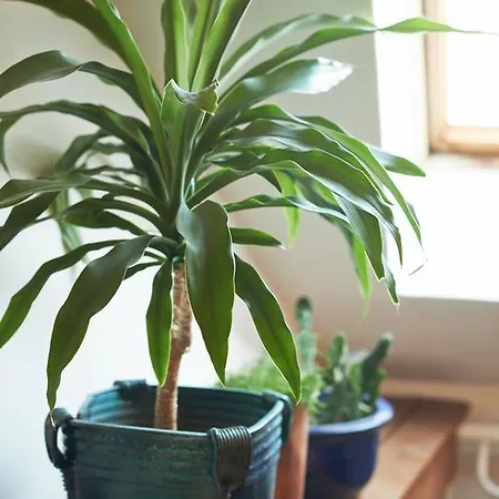 Апартаменты Regina House- Sv. Mikalojaus 13 Вильнюс