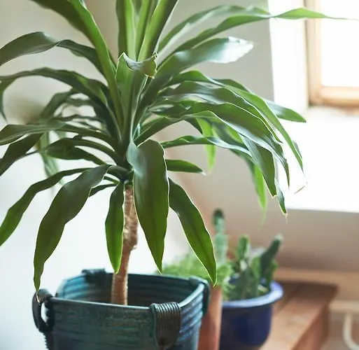 アパート Regina House- Sv. Mikalojaus 13 ヴィリニュス